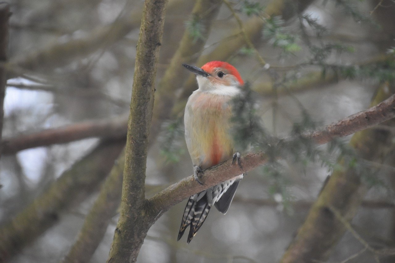 Although not as easy to observe as its flashy red cap, the belly and breast of the red-bellied woodpecker reveal a blush of red feathering. This bird can be found throughout the forests of the Upper Delaware River region, where it nests in trees.